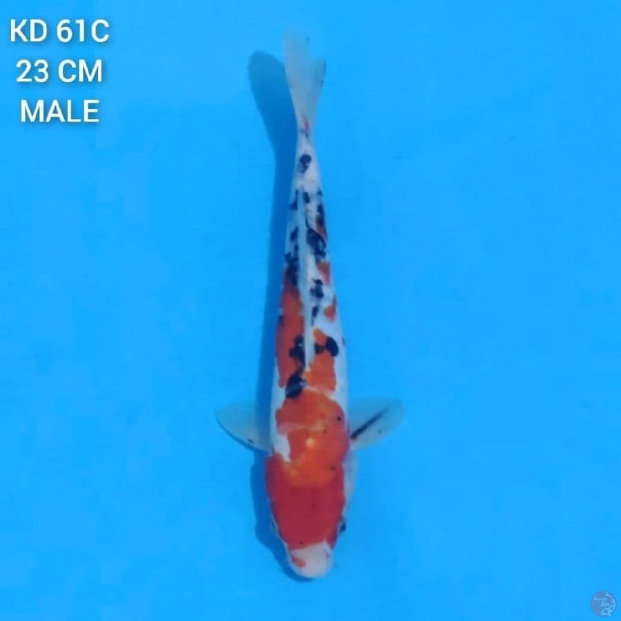 Doitsu Sanke 23cm Male