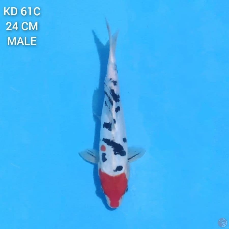 Tancho Sanke 24cm Male