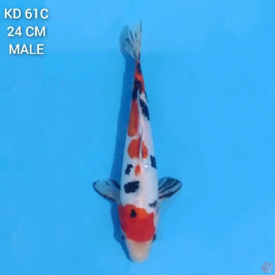 Doitsu Sanke 24cm Male