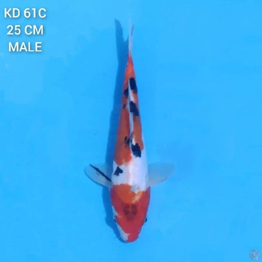 Doitsu Sanke 25cm Male