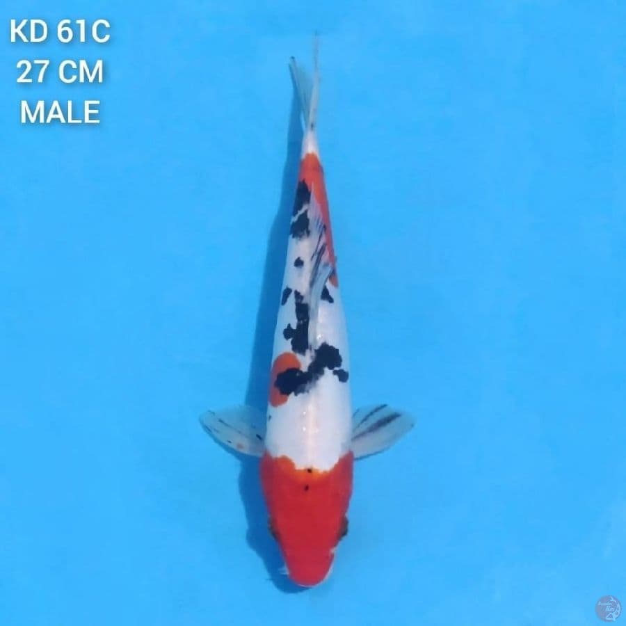 Doitsu Sanke 27cm Male
