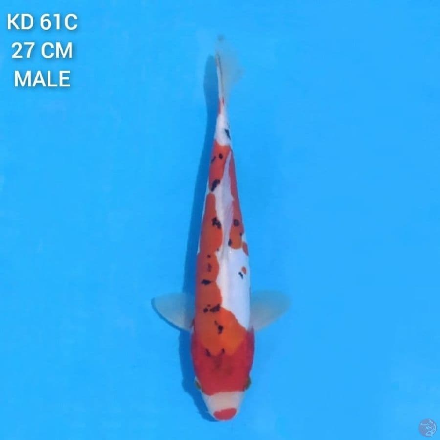 Doitsu Sanke 27cm Male