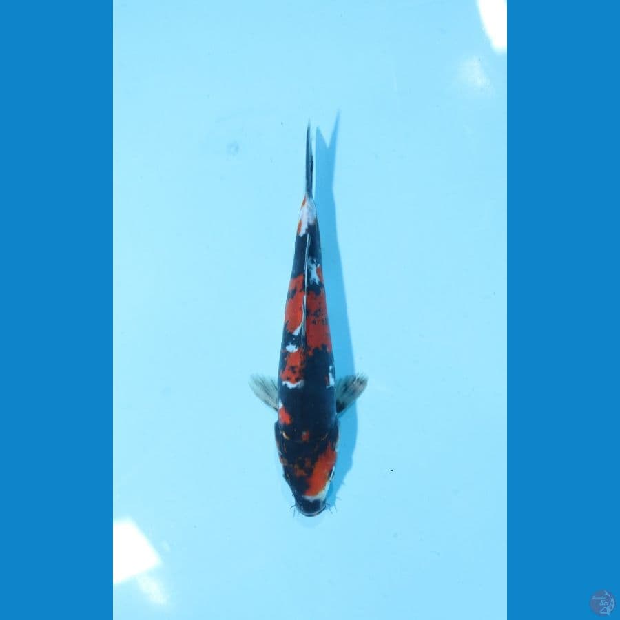 SHOWA DOITSU 22 CM