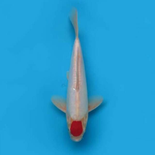 27cm Male Tosai - Bersih Tancho Kohaku Doitsu Original
