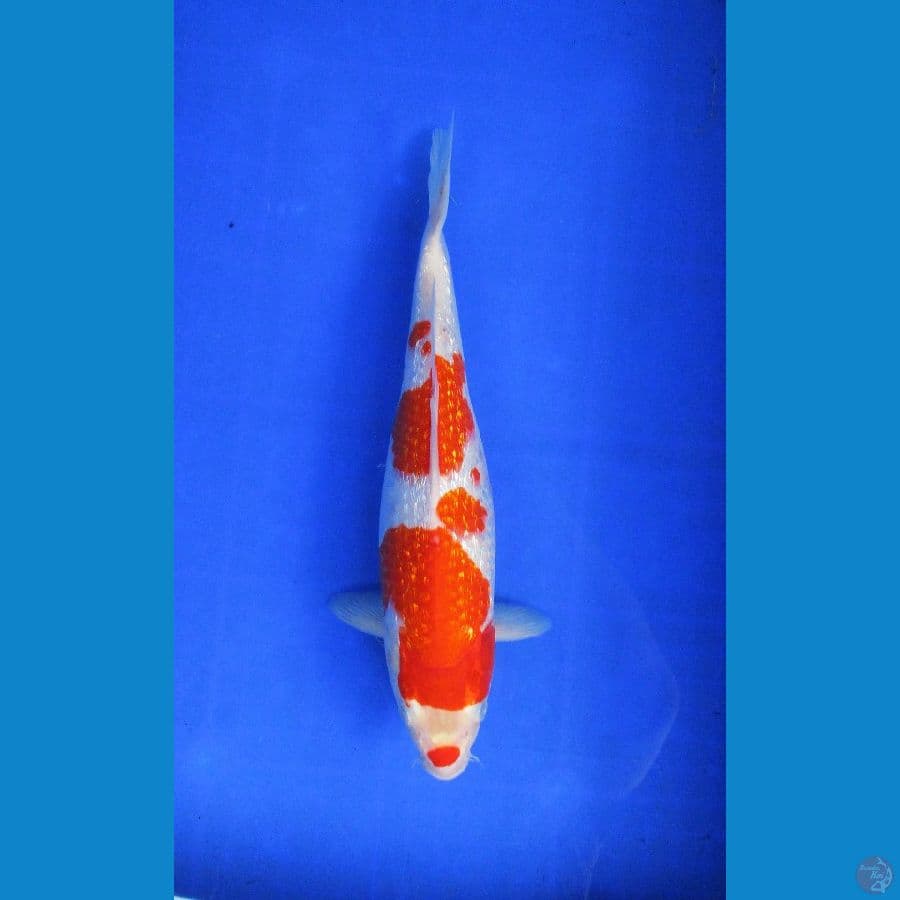 kohaku ginrin ±35cm hq