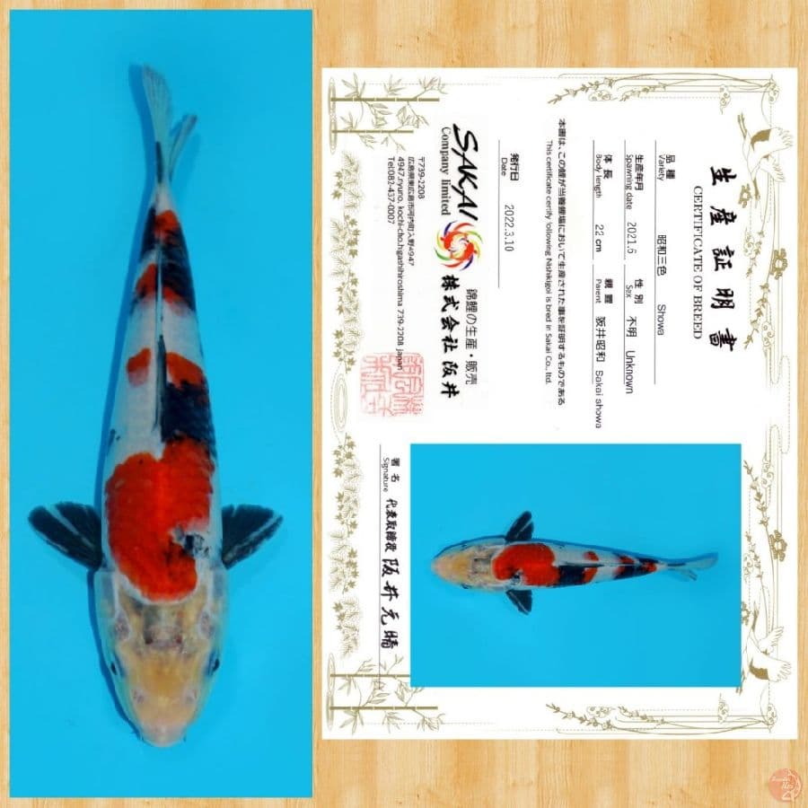 SHOWA IMPORT SAKAI TOSAI~22 CM