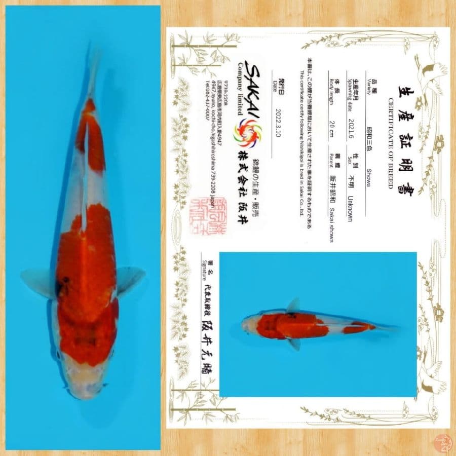 SHOWA IMPORT SAKAI TOSAI~20 CM