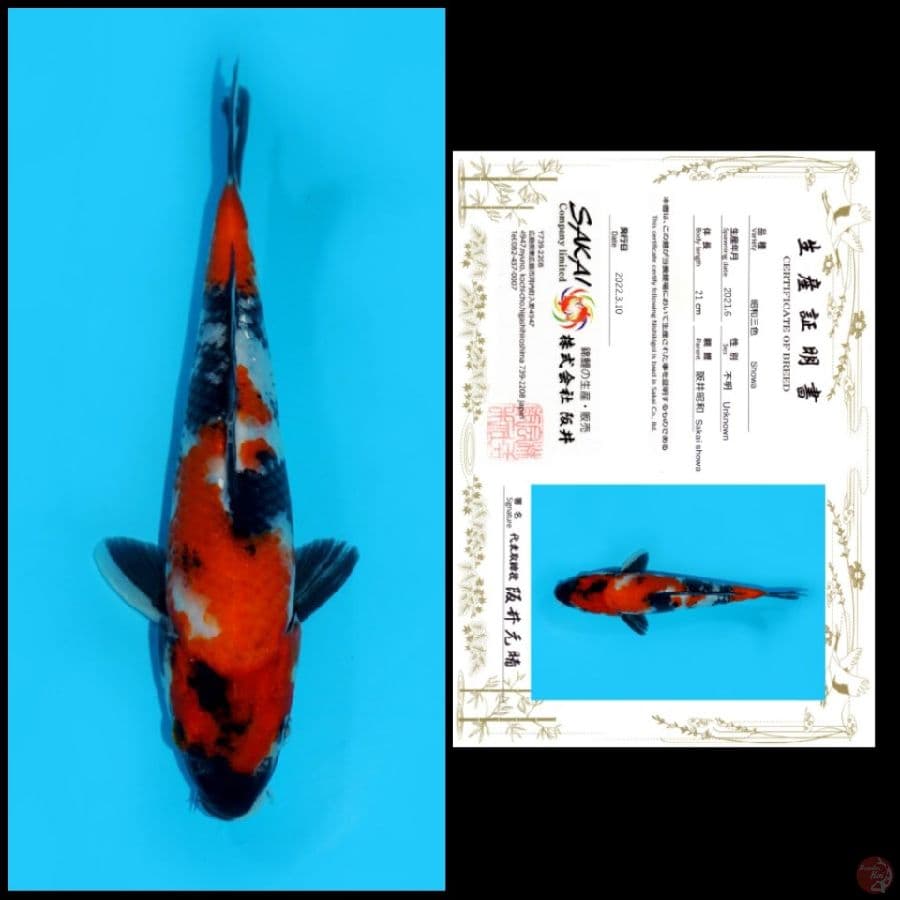5 ~ SHOWA SAKAI, 21CM