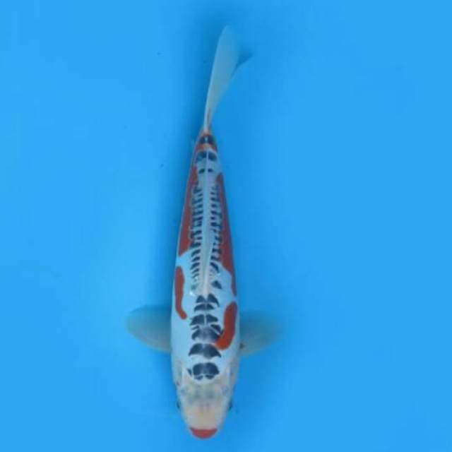 30cm Female Tosai - F1 Shusui Hq