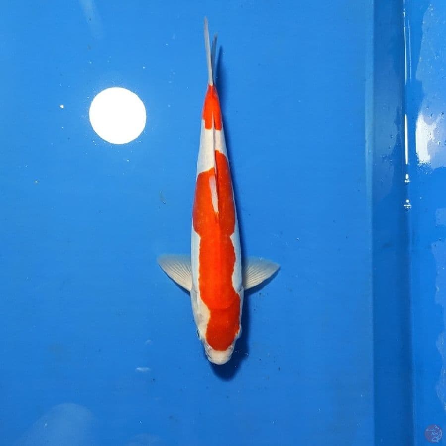 NIDAN KOHAKU DOITSU MURNI 30cm MALE