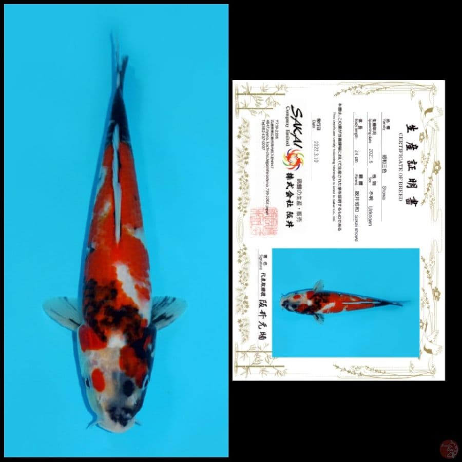 10 ~ SHOWA SAKAI, 24CM