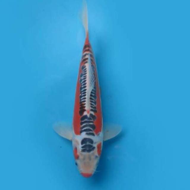30cm Female Tosai - F1 Hanna Shusui Hq