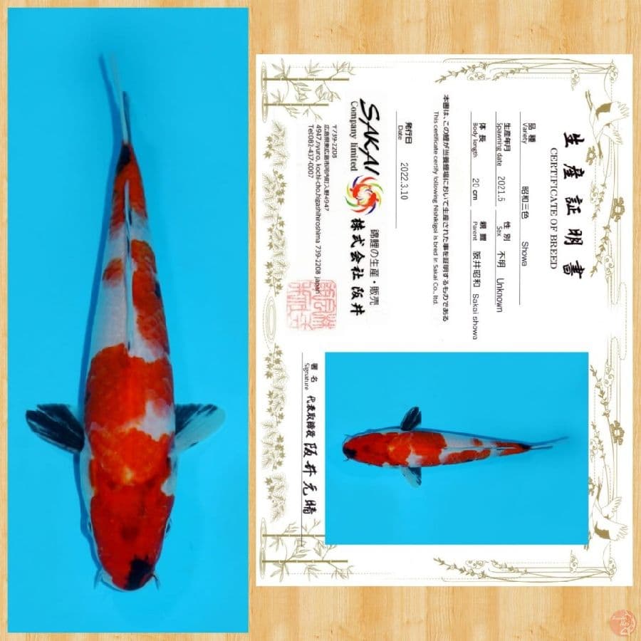 SHOWA IMPORT SAKAI TOSAI ~ 20 CM