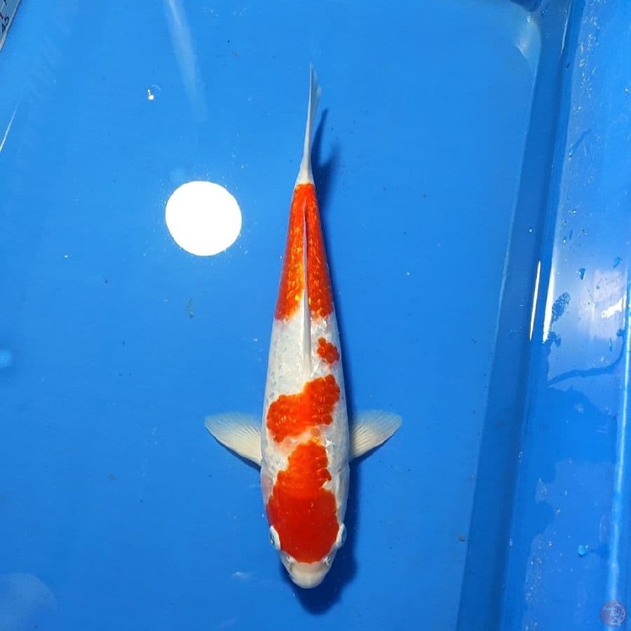 GIN RIN KOHAKU STRONG 32cm MALE