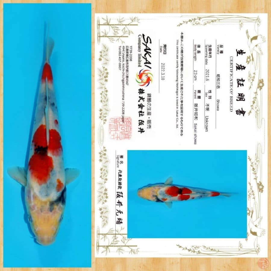SHOWA IMPORT SAKAI TOSAI ~ 23 CM