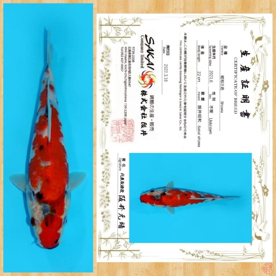SHOWA IMPORT SAKAI TOSAI ~ 22 CM