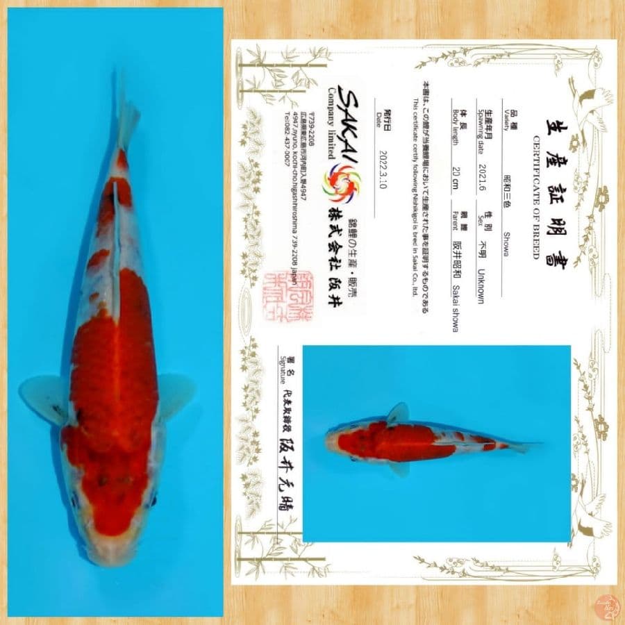 SHOWA IMPORT SAKAI TOSAI ~ 20 Cm