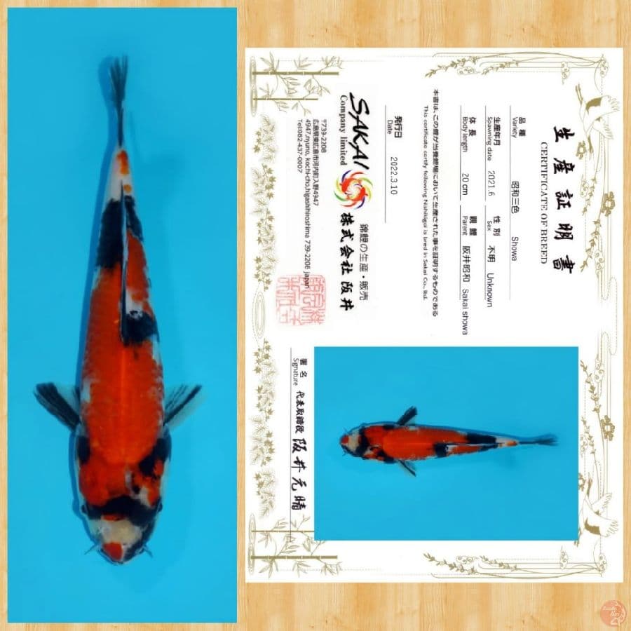 SHOWA IMPORT SAKAI TOSAI ~ 20 CM