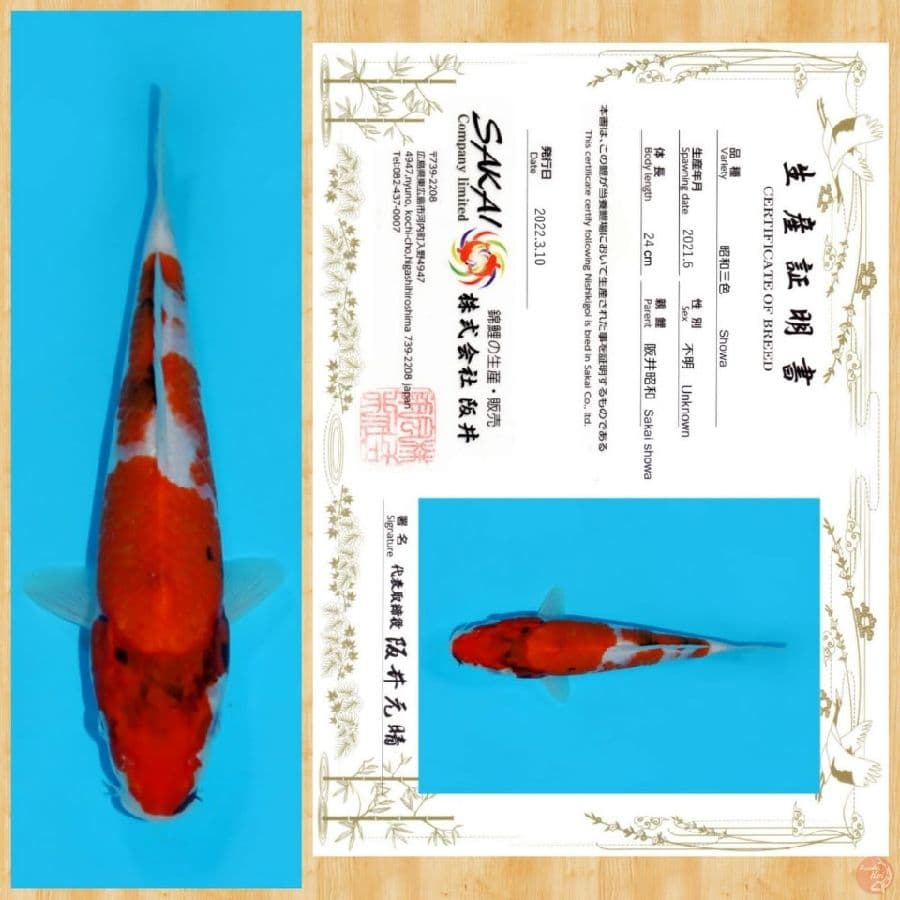 SHOWA IMPORT SAKAI TOSAI ~ 24 CM
