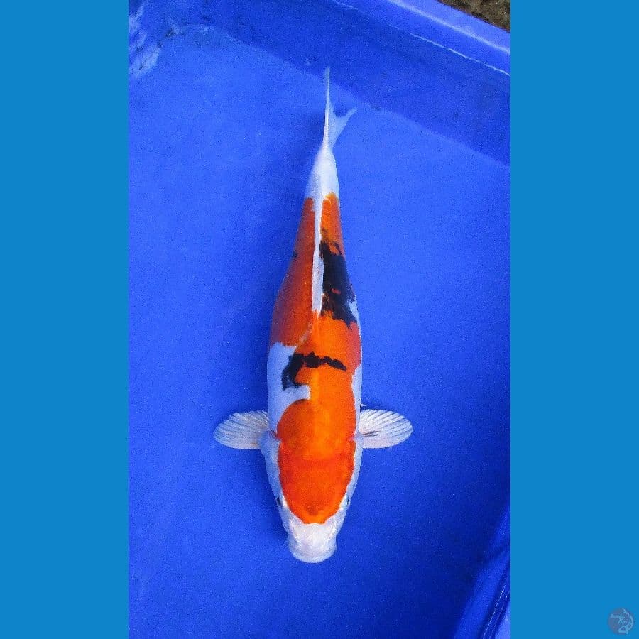 showa doitsu hikari ±35cm