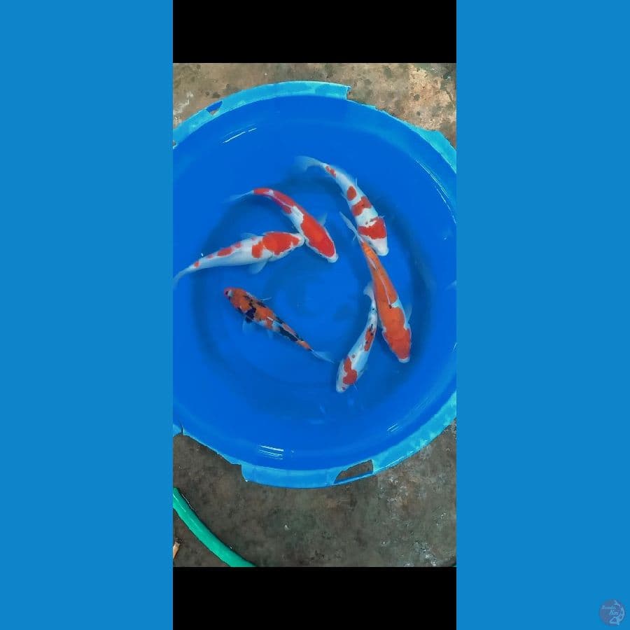 mix koi 6 ekor