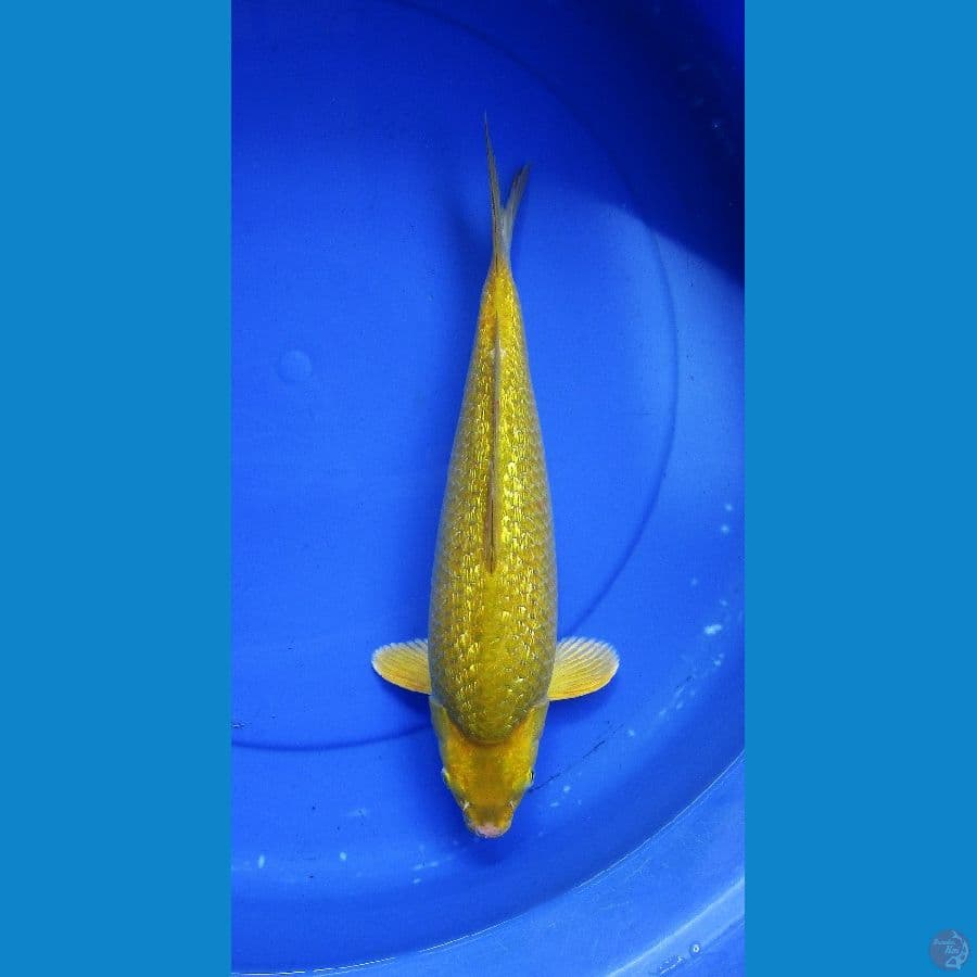 midori ginrin ±35cm