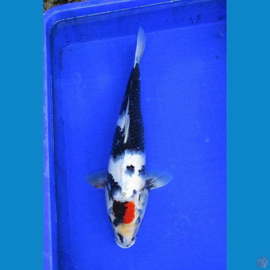 tancho showa ±42cm