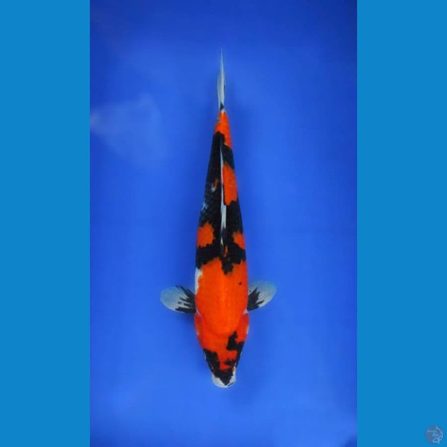 showa ±35cm