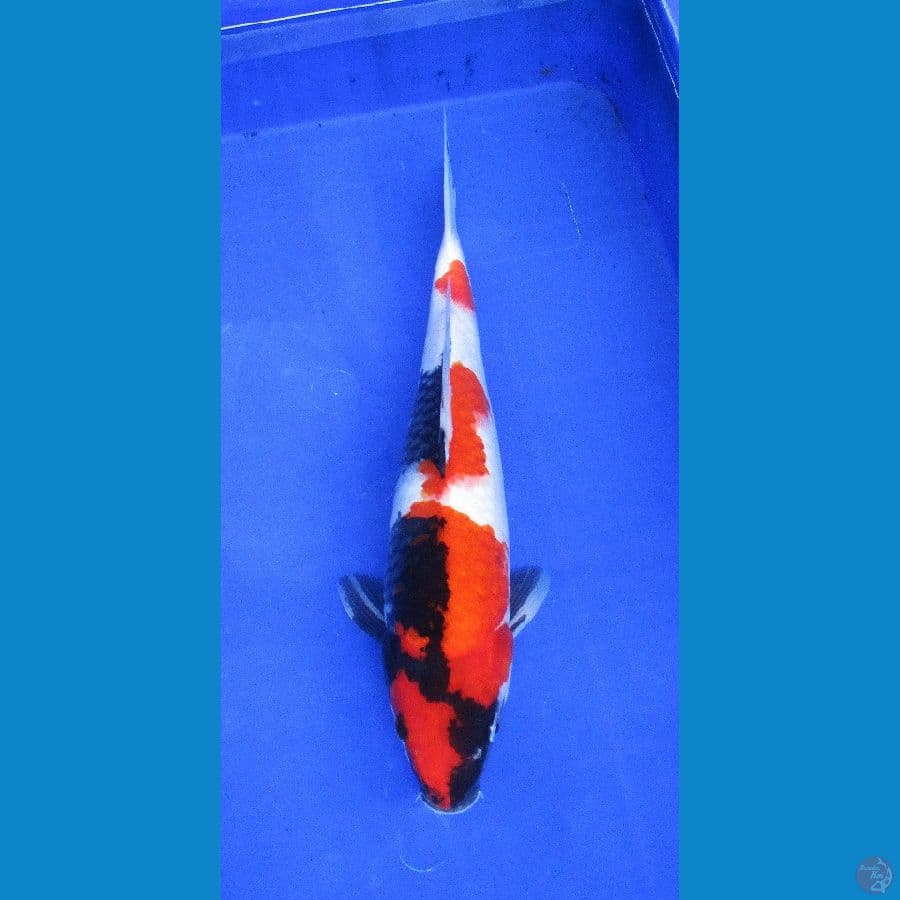 showa ±35cm