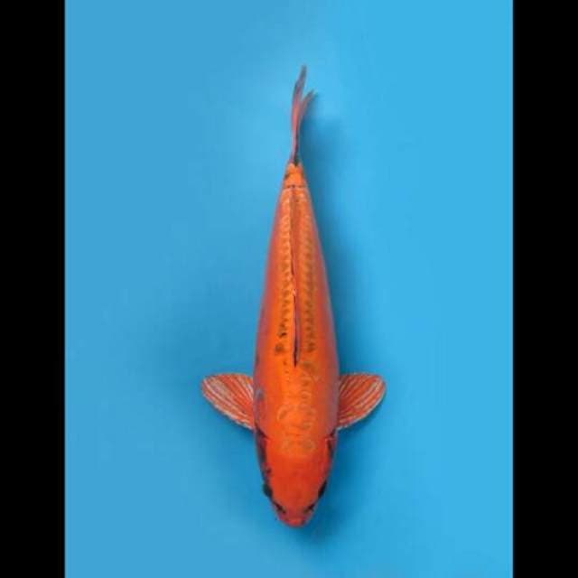 45cm Male Nisai - F1 Jumbo Orenji