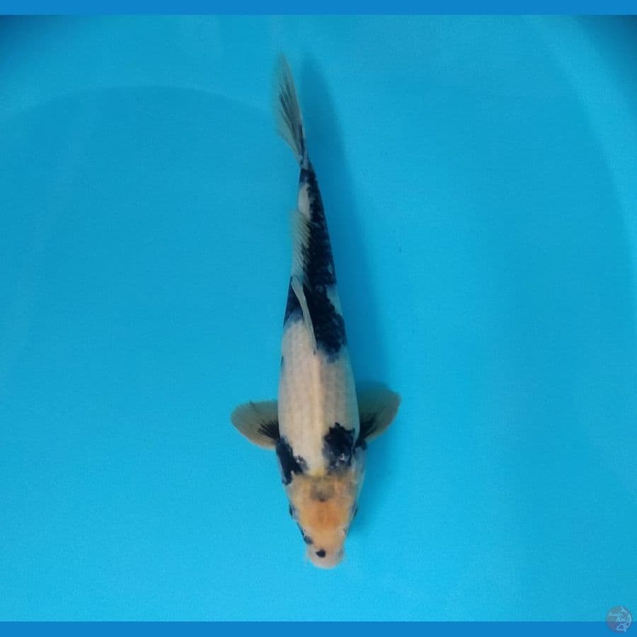 SHIRO 31 CM