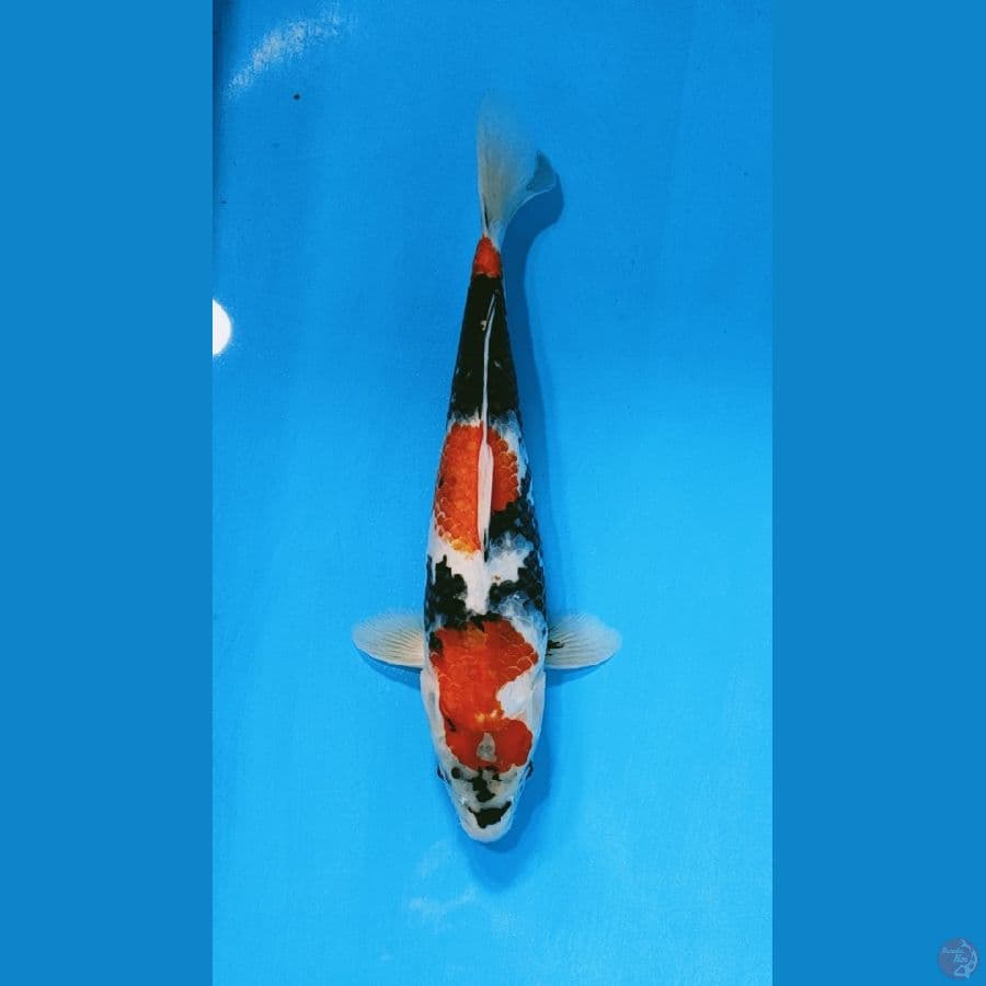 showa 38cm