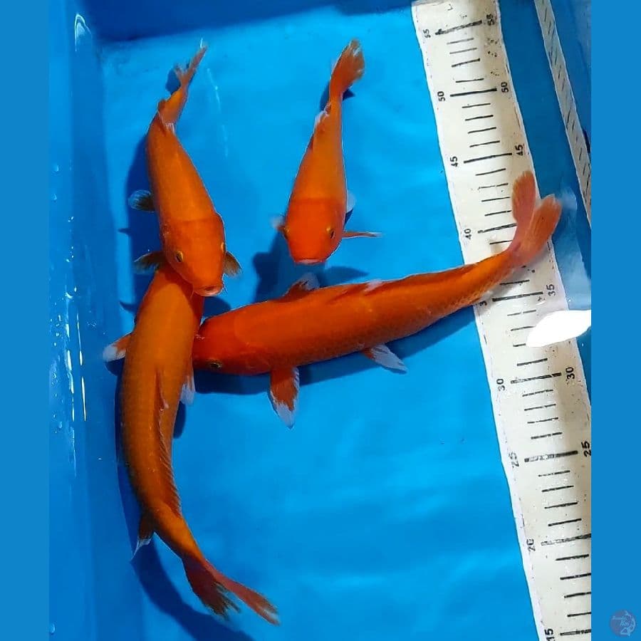 AKAHAJIRO QUALITY ALL MERAH TEMBUS PERUT 21-26 CM