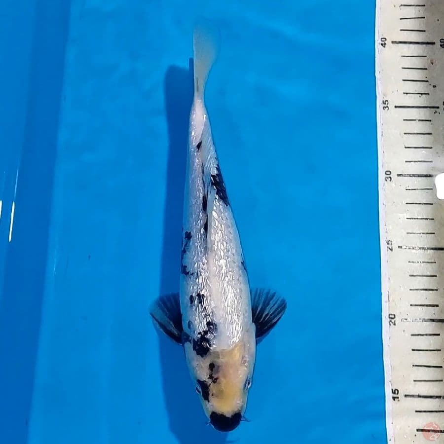 SHIRO GINDRIN 27 CM