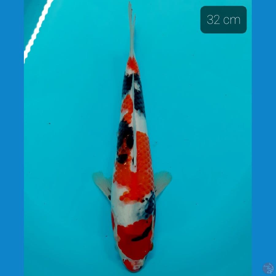 showa 32 cm