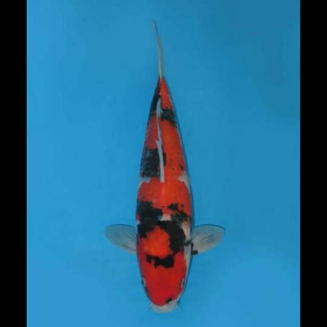 39cm Male Tosai - F1 Hi Showa Prospek