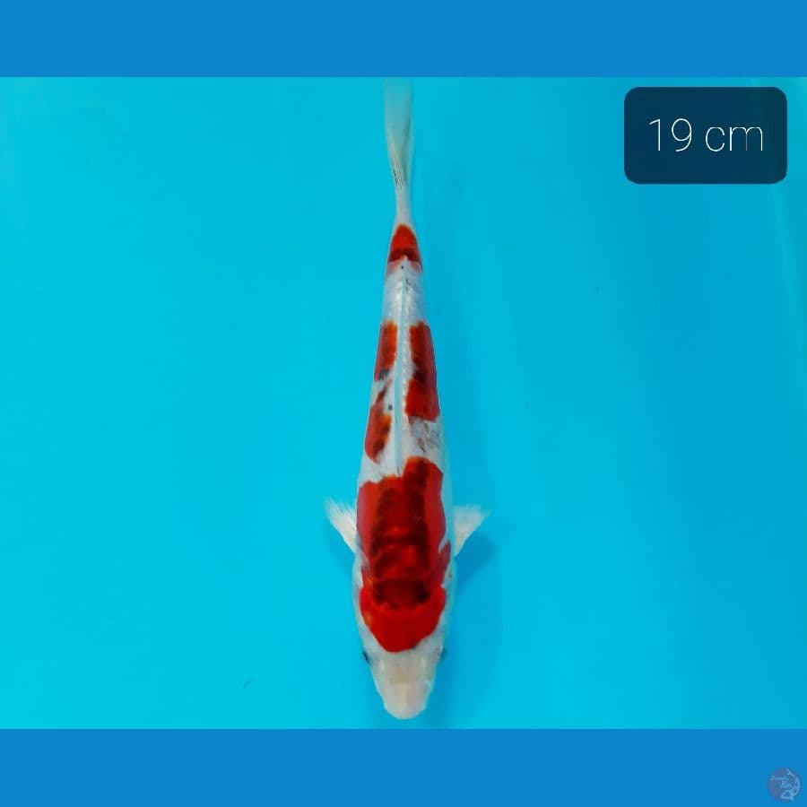 kujaku doit 19 cm