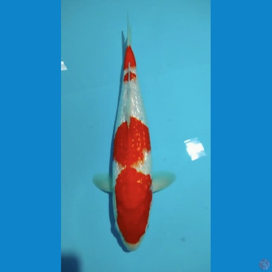 Kohaku Ginrin