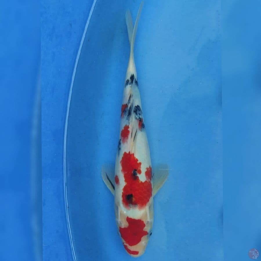 Okawa Sanke
