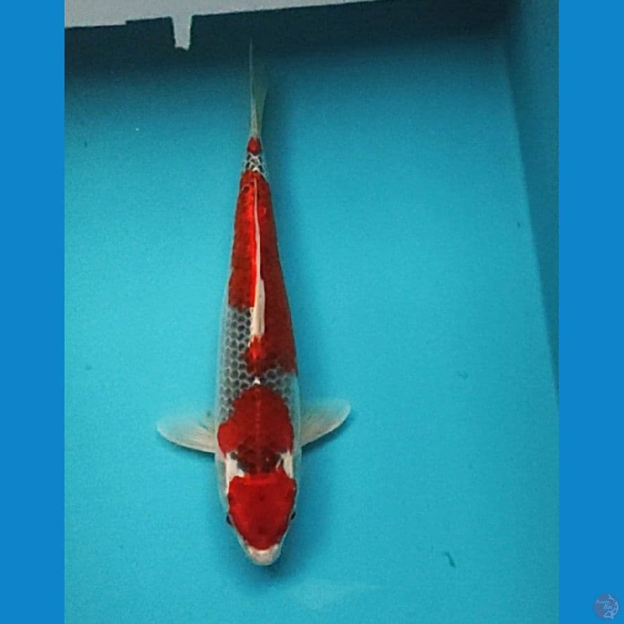 maruten goshiki 27cm