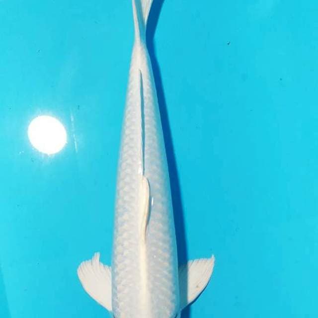 Platinum