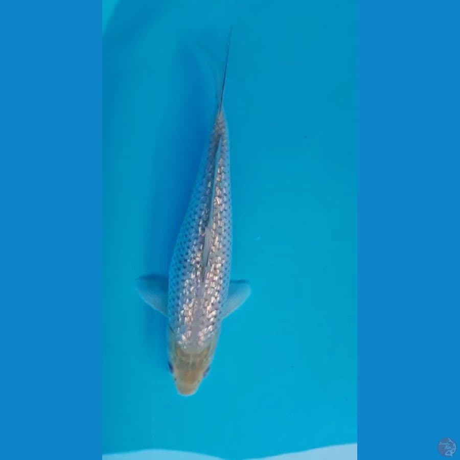 Sogin 34cm