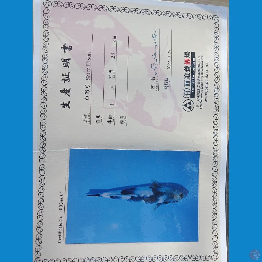 import shiro utsuri omosako 33cm