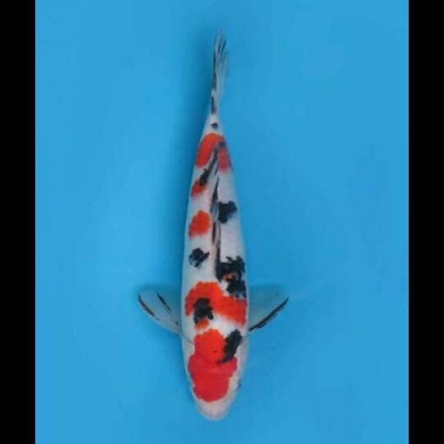 27cm Male Tosai - F1 Sanke Sakura Pola Bagus