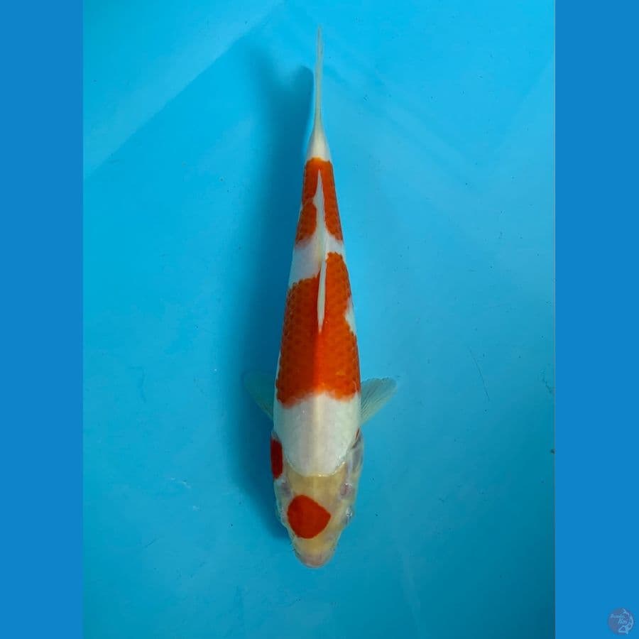 maruten kohaku original 25bu