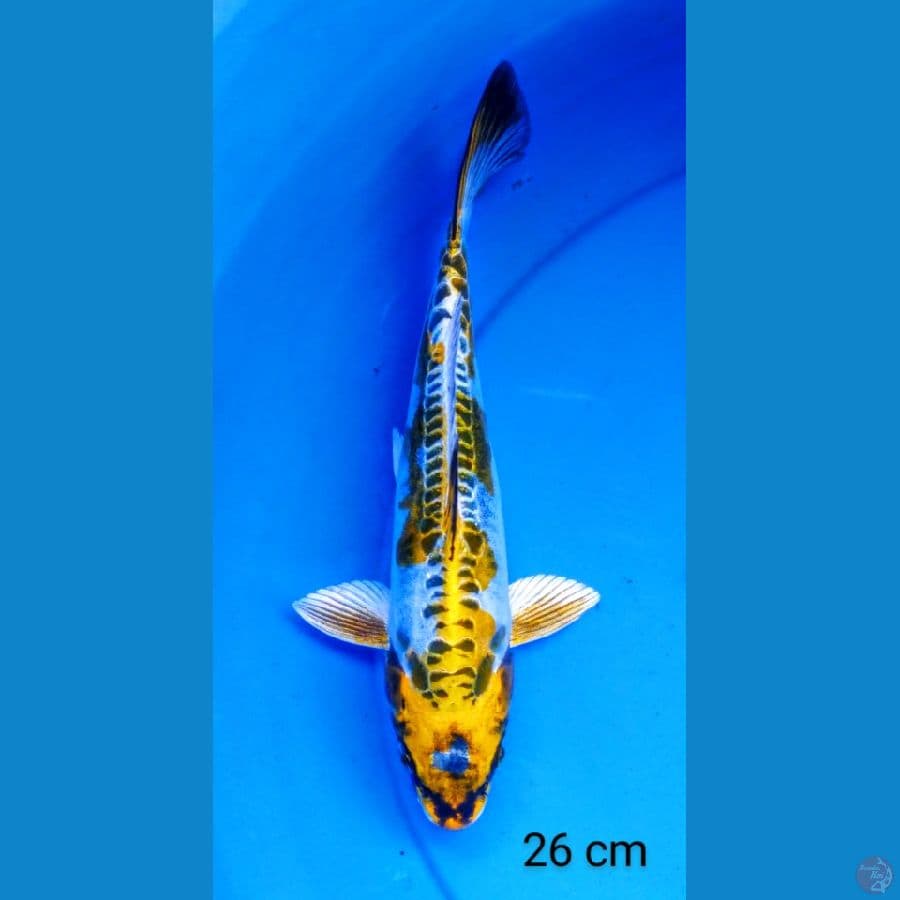 kiko ???? 26 cm