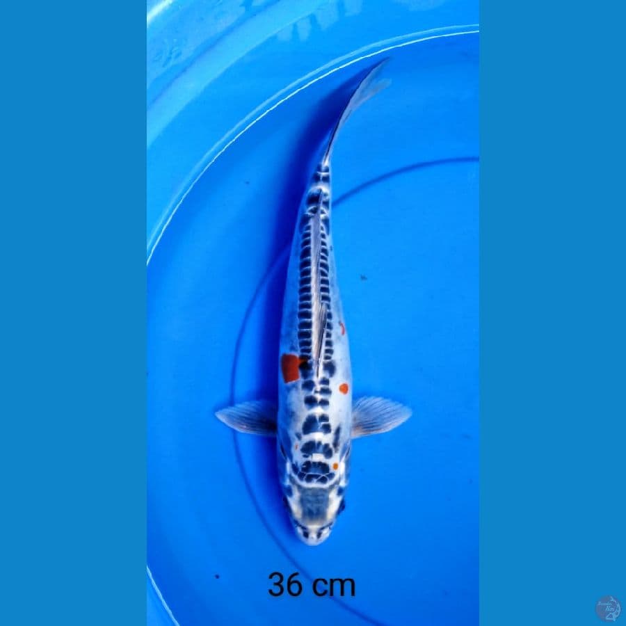 kiko jumbo 36 cm