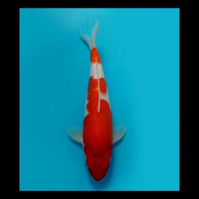 35cm Female Tosai - F1 Nidan Kohaku Bulky