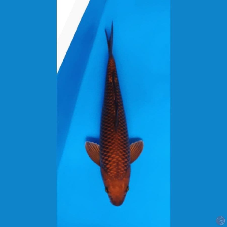 Chagoi Tembaga