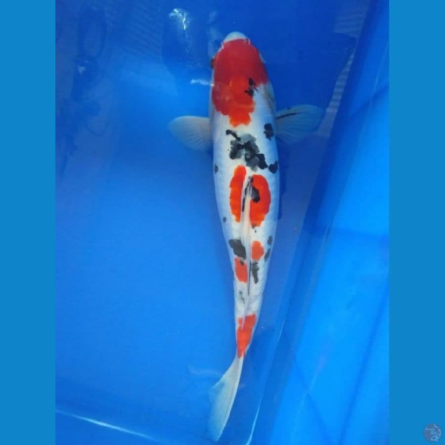 Sanke Doitsu 37 cm